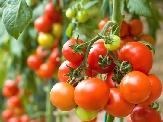 Cách trồng cà chua bi đơn giản cho quả ngon ngọt ăn quanh năm - 2