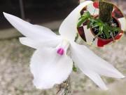 Nhà đẹp - "Choáng" với giò phong lan nhỏ xíu nhưng cực hiếm, được trả giá lên tới 1,1 tỷ đồng