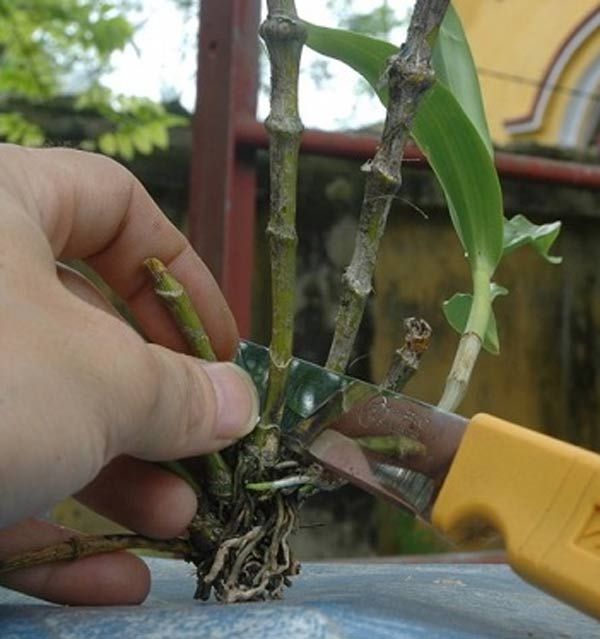 Cách trồng lan trong chậu và kỹ thuật nhân giống cho hoa to, đẹp bốn mùa - 6