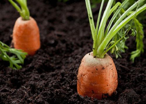 2 cách trồng cà rốt tự chế siêu đơn giản để có củ ngọt và tròn trịa - 9