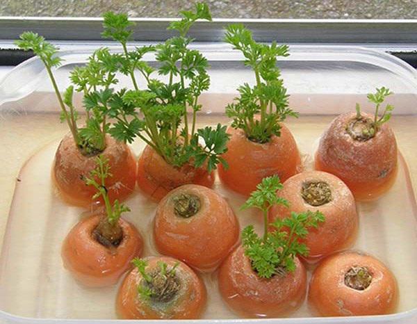 2 cách trồng cà rốt siêu dễ tại nhà cho củ nhiều thịt và ngọt - 7