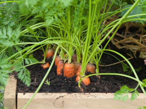 2 cách trồng cà rốt siêu dễ tại nhà cho củ nhiều thịt và ngọt - 6