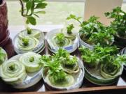 Nhà đẹp - Tội gì mua rau ngoài chợ, làm cách này có ngay vườn rau sạch tại gia chẳng mất công trồng