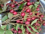 Ngon-bổ-rẻ - Người Thái Lan săn lùng nhãn tím "lạ" ở miền Tây