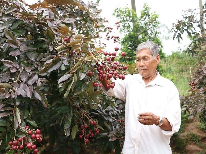 Người Thái Lan săn lùng nhãn tím amp;#34;lạamp;#34; ở miền Tây - 1
