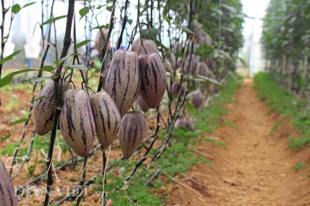 Bỏ phố lên rừng, chàng trai 8x Đà Lạt trồng được cả trang trại toàn loại quả siêu độc lạ - 2