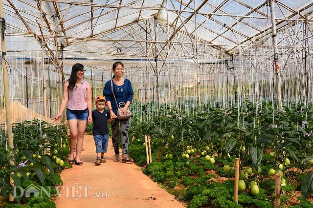 Bỏ phố lên rừng, chàng trai 8x Đà Lạt trồng được cả trang trại toàn loại quả siêu độc lạ - 4