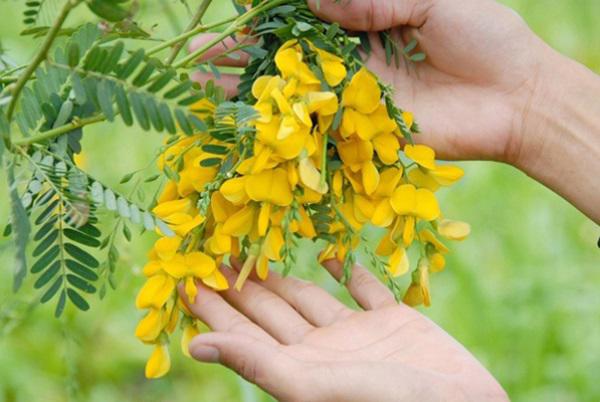 Bún An Giang lên sóng truyền hình Hàn Quốc nhưng ai cũng để ý đến loại rau ăn kèm - 2