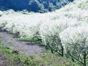 Xem ăn chơi - Khó tin: Chỉ với 850k bạn có thể vi vu du lịch Mộc Châu 2 ngày 1 đêm