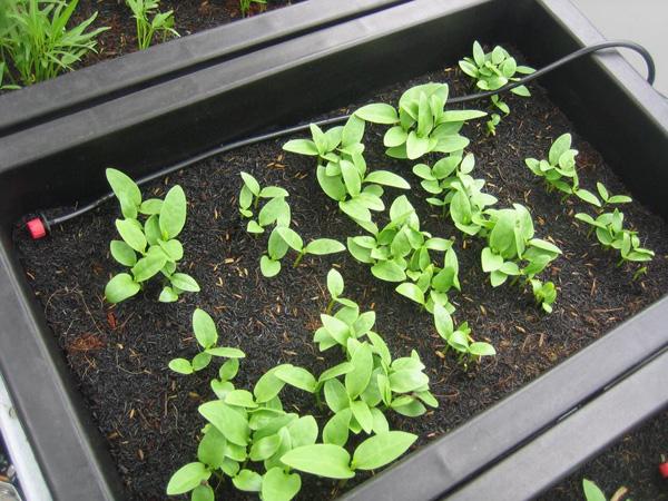 2 cách trồng rau mồng tơi không cần xới đất mà vẫn phát triển - 3