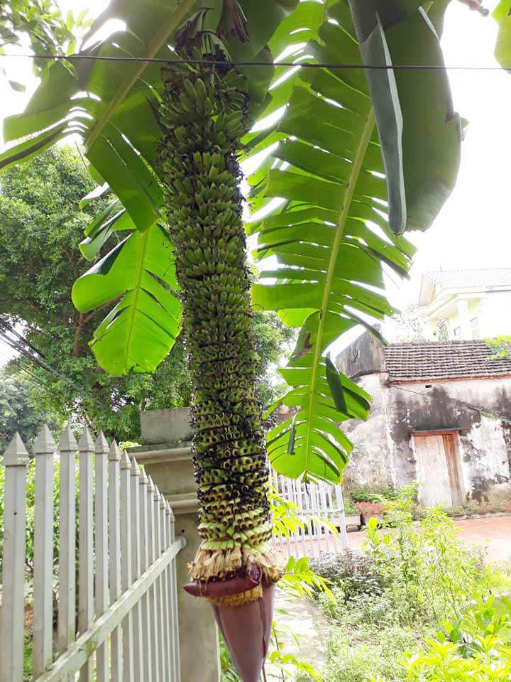 Buồng chuối amp;#34;vỡ kế hoạchamp;#34; hơn 100 nải, dài 1,4m tiếp tục amp;#34;sinh nởamp;#34; - 1