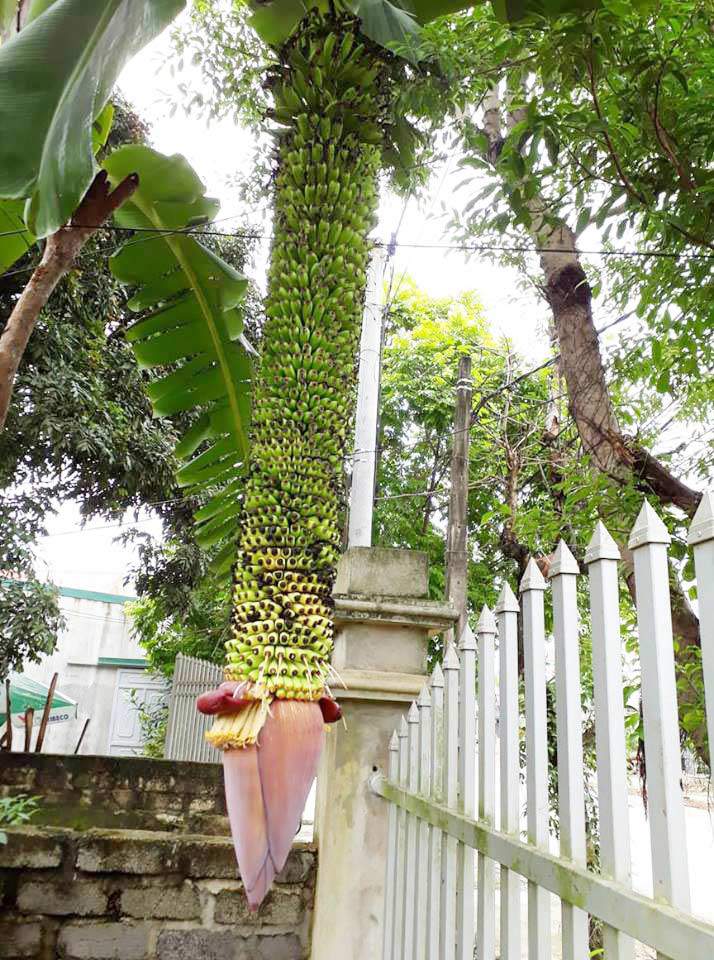 Buồng chuối amp;#34;vỡ kế hoạchamp;#34; hơn 100 nải, dài 1,4m tiếp tục amp;#34;sinh nởamp;#34; - 2