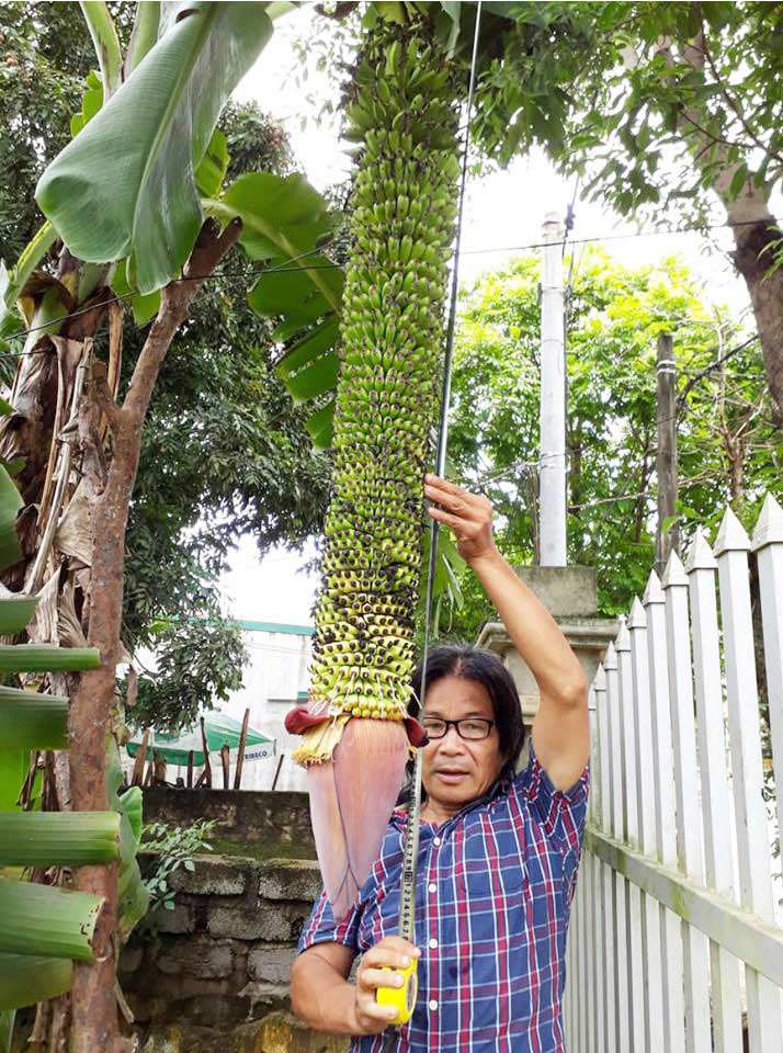 Buồng chuối amp;#34;vỡ kế hoạchamp;#34; hơn 100 nải, dài 1,4m tiếp tục amp;#34;sinh nởamp;#34; - 3