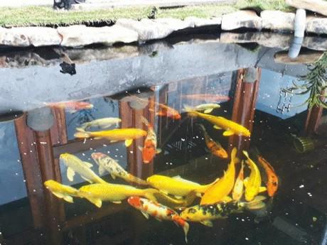 Tận mắt đàn cá koi bạc tỷ đỏ rực, độc nhất Sơn La của “đại gia” phố núi
