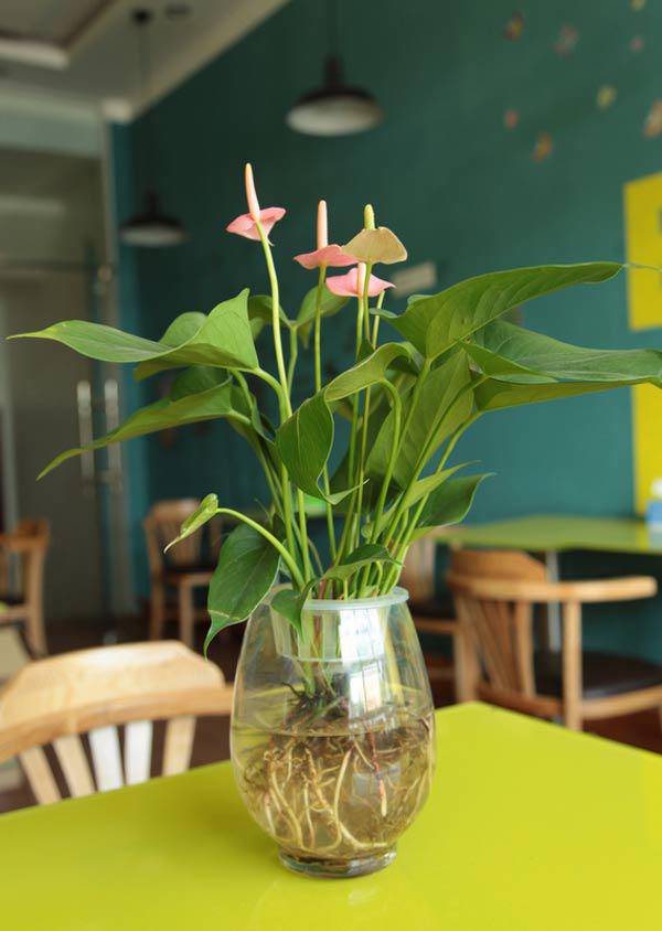 Nhà thêm sang bội phần nhờ biết cách trồng cây thủy sinh để bàn, cây sống trong bể cá - 7