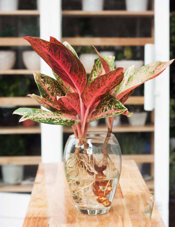 Nhà thêm sang bội phần nhờ biết cách trồng cây thủy sinh để bàn, cây sống trong bể cá - 1