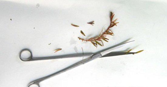 Nhà thêm sang bội phần nhờ biết cách trồng cây thủy sinh để bàn, cây sống trong bể cá - 3