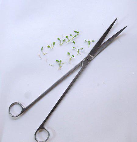 Nhà thêm sang bội phần nhờ biết cách trồng cây thủy sinh để bàn, cây sống trong bể cá - 4