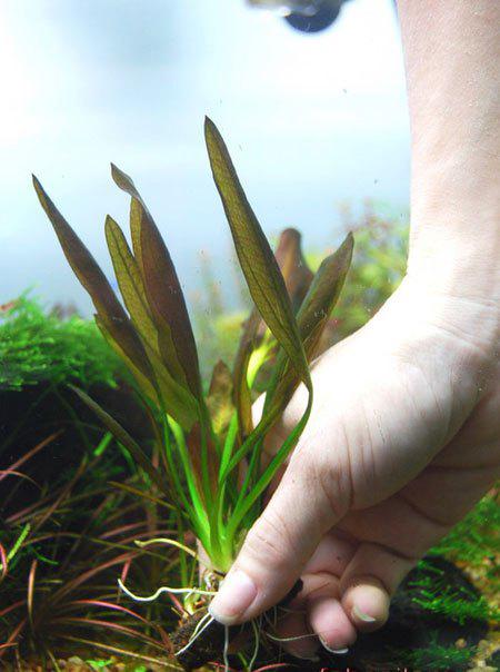 Nhà thêm sang bội phần nhờ biết cách trồng cây thủy sinh để bàn, cây sống trong bể cá - 5