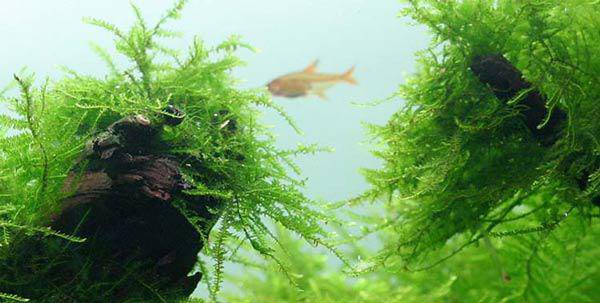 Nhà thêm sang bội phần nhờ biết cách trồng cây thủy sinh để bàn, cây sống trong bể cá - 8