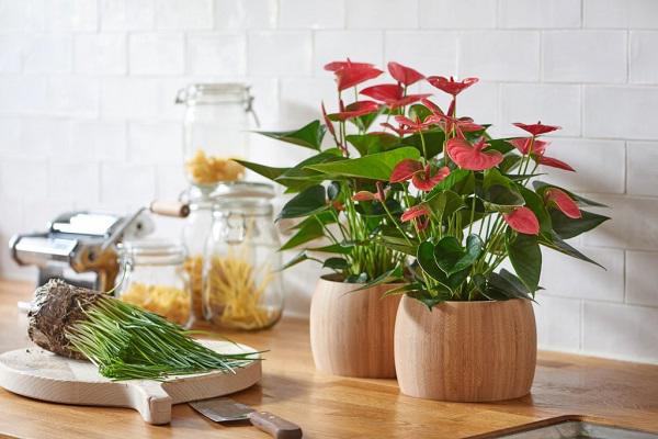 Chọn đúng loại chậu hoa nhỏ để bàn vừa làm đẹp lại tăng may mắn, tài lộc