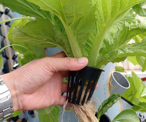 Hai cách trồng rau sạch không cần đất nhàn tênh lại sạch sẽ, tha hồ trồng sân thượng - 8