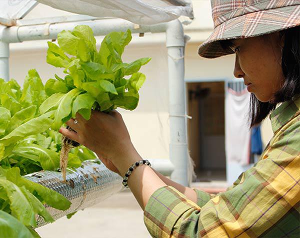 Hai cách trồng rau sạch không cần đất nhàn tênh lại sạch sẽ, tha hồ trồng sân thượng - 1