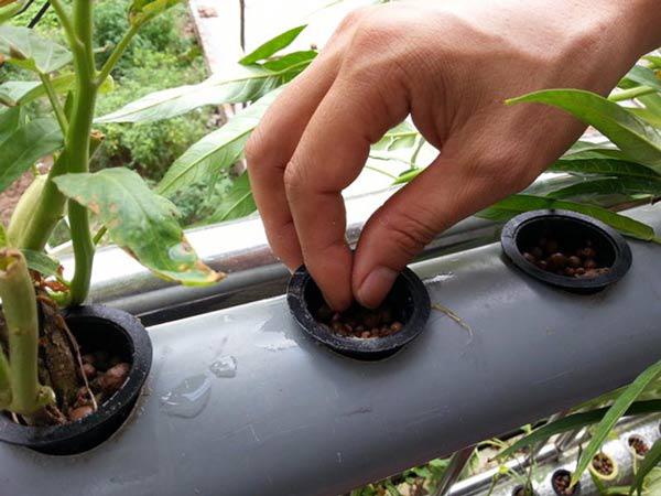 Hai cách trồng rau sạch không cần đất nhàn tênh lại sạch sẽ, tha hồ trồng sân thượng - 5