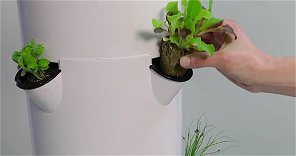 Hai cách trồng rau sạch không cần đất nhàn tênh lại sạch sẽ, tha hồ trồng sân thượng - 10