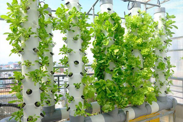 Hai cách trồng rau sạch không cần đất nhàn tênh lại sạch sẽ, tha hồ trồng sân thượng - 9