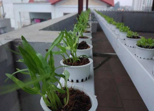 Hai cách trồng rau sạch không cần đất nhàn tênh lại sạch sẽ, tha hồ trồng sân thượng - 4