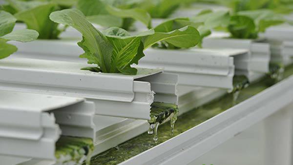 Hai cách trồng rau sạch không cần đất nhàn tênh lại sạch sẽ, tha hồ trồng sân thượng - 11