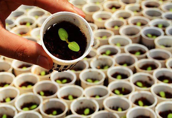 Hai cách trồng rau sạch không cần đất nhàn tênh lại sạch sẽ, tha hồ trồng sân thượng - 6