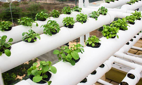 Hai cách trồng rau sạch không cần đất nhàn tênh lại sạch sẽ, tha hồ trồng sân thượng - 3