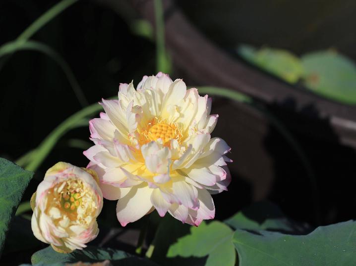 9X xứ Quảng hé lộ tuyệt chiêu amp;#34;độcamp;#34;, chỉ trồng sen một tháng đã amp;#34;bắtamp;#34; trổ bông rực rỡ - 2