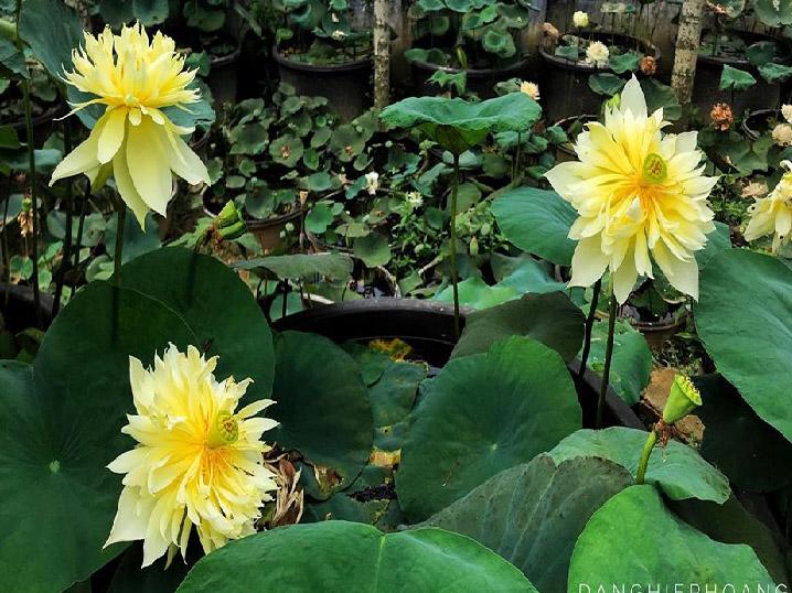 9X xứ Quảng hé lộ tuyệt chiêu amp;#34;độcamp;#34;, chỉ trồng sen một tháng đã amp;#34;bắtamp;#34; trổ bông rực rỡ - 3