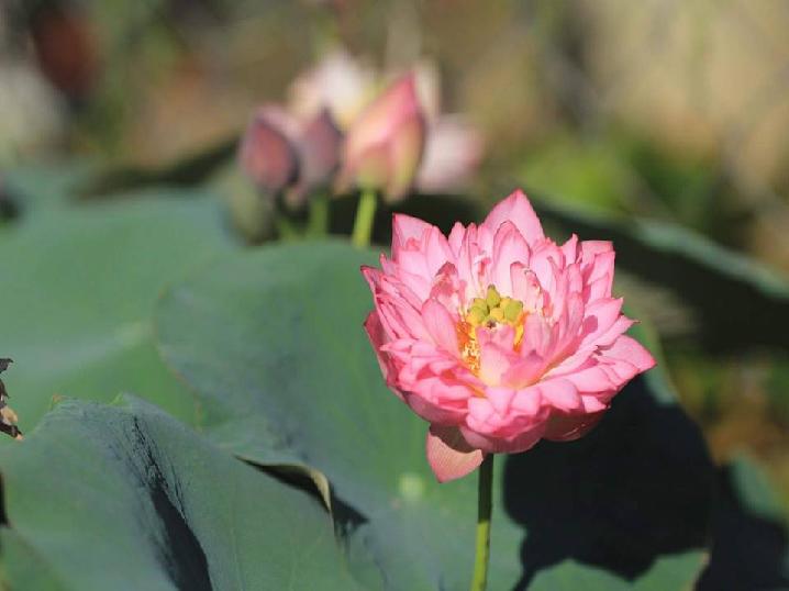 9X xứ Quảng hé lộ tuyệt chiêu amp;#34;độcamp;#34;, chỉ trồng sen một tháng đã amp;#34;bắtamp;#34; trổ bông rực rỡ - 4