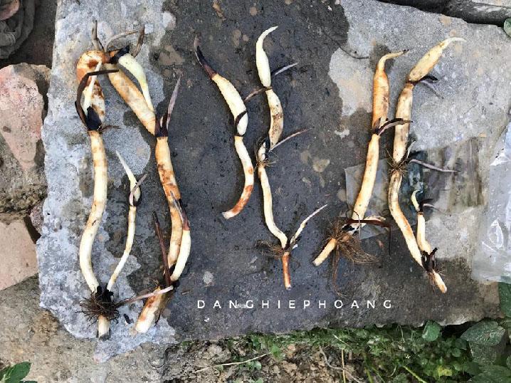 9X xứ Quảng hé lộ tuyệt chiêu amp;#34;độcamp;#34;, chỉ trồng sen một tháng đã amp;#34;bắtamp;#34; trổ bông rực rỡ - 5