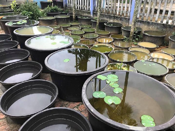 9X xứ Quảng hé lộ tuyệt chiêu amp;#34;độcamp;#34;, chỉ trồng sen một tháng đã amp;#34;bắtamp;#34; trổ bông rực rỡ - 6