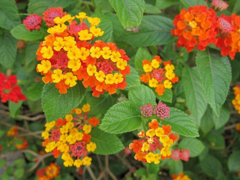Hoa có nhiều màu rực rỡ mọc thành chùm hình cầu, thường được trồng làm cảnh.
