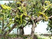 Tin tức - Vô tư lại gần những cây bonsai bắt mắt này, bạn sẽ biết thế nào là "hồn lìa khỏi xác"