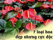 Nhà đẹp - 7 loại hoa quen thuộc ở Việt Nam, đẹp mê mẩn nhưng chạm vào dễ "gặp ngay thần chết"