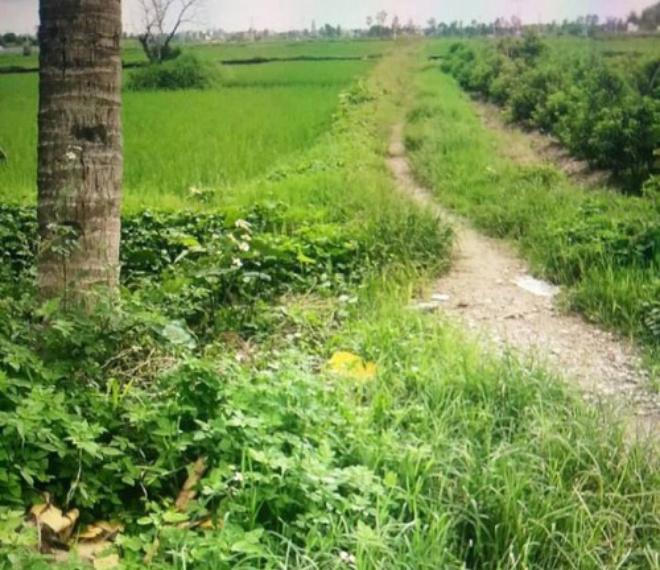 Bé trai sơ sinh còn nguyên dây rốn bị bỏ ở bãi rác sống sót kỳ lạ - 1