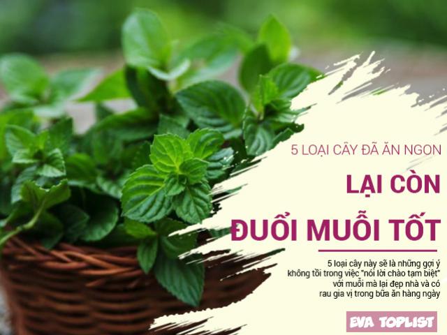 5 loại cây gia vị đuổi muỗi siêu mạnh bảo vệ cả nhà khỏi nguy cơ sốt xuất huyết