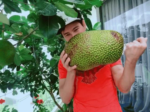 Lý Hải Minh Hà trồng mít ngoài ban công tưởng chỉ để lấy bóng mát, hy vọng quả sẽ to và thơm.