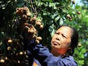 Ngon-bổ-rẻ - Thực hư nhãn lồng Hưng Yên giá 6.000-8.000 đồng/kg