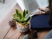 Nhà đẹp - Chọn đúng cây phong thủy theo tuổi để bàn làm việc, vận hạn sẽ đi hết, tài lộc quanh năm
