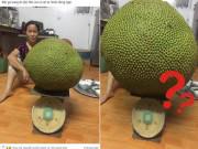 Nhà đẹp - Khoe mít "khủng" 18kg tưởng hiếm nhưng anh chàng được phen bẽ mặt vì có quả còn gấp mấy lần