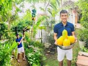 Nhà đẹp - Vợ chồng Công Vinh - Thủy Tiên tươi rói khoe những lần hái quả sai trĩu trong vườn nhà