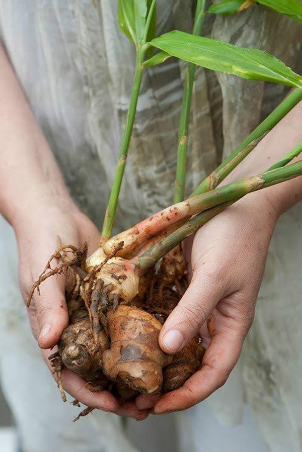 Cắm vài que tăm vào củ gừng đem ngâm nước, đảm bảo vài tháng sau có gừng ăn tẹt ga - 2